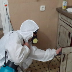 Дезинфекция от муравьев в квартире в Новосиньково
